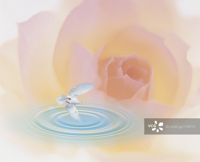 鸽子在荡漾的水面上飞翔，背景是玫瑰图片素材