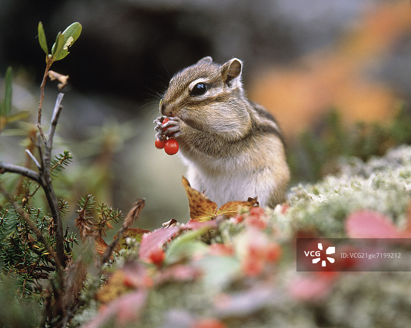 花栗鼠在吃红色的浆果。日本北海道县志别图片素材