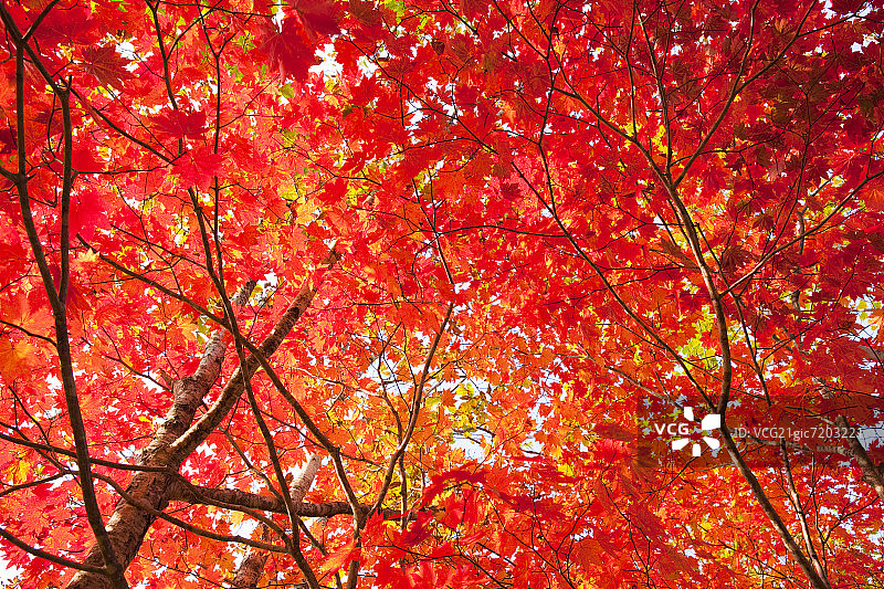 红色的秋天的树。日本青森县图片素材