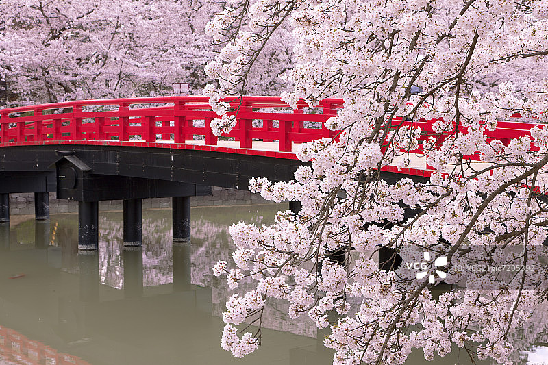 日本本州青森县广崎城的樱花图片素材