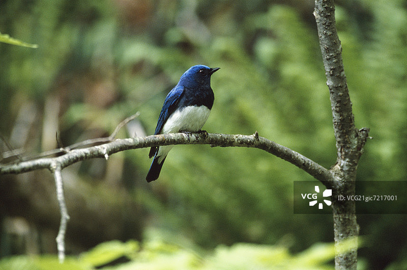 日本千岁北海道，青鸟栖息在树上图片素材