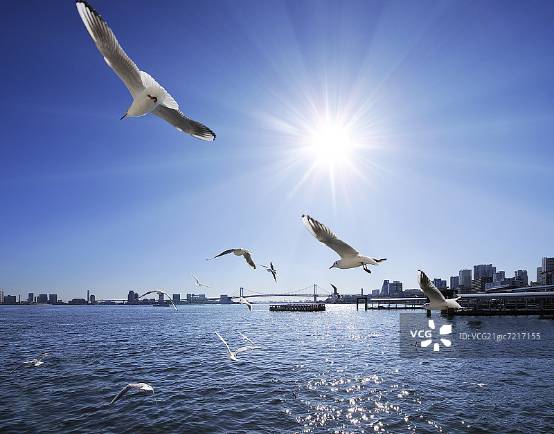 海鸥在海港周围飞翔，中央区，东京，日本图片素材