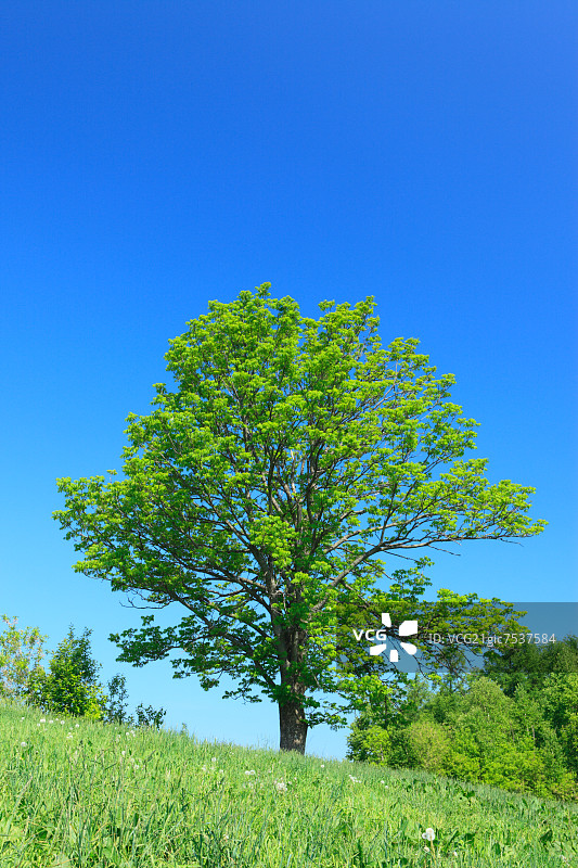 草原树木和天空，北海道图片素材