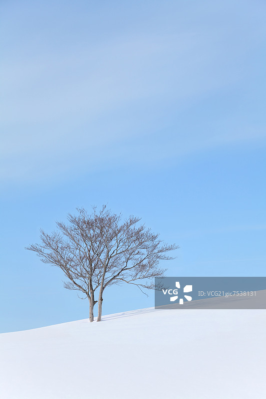 山毛榉树站在雪地里图片素材