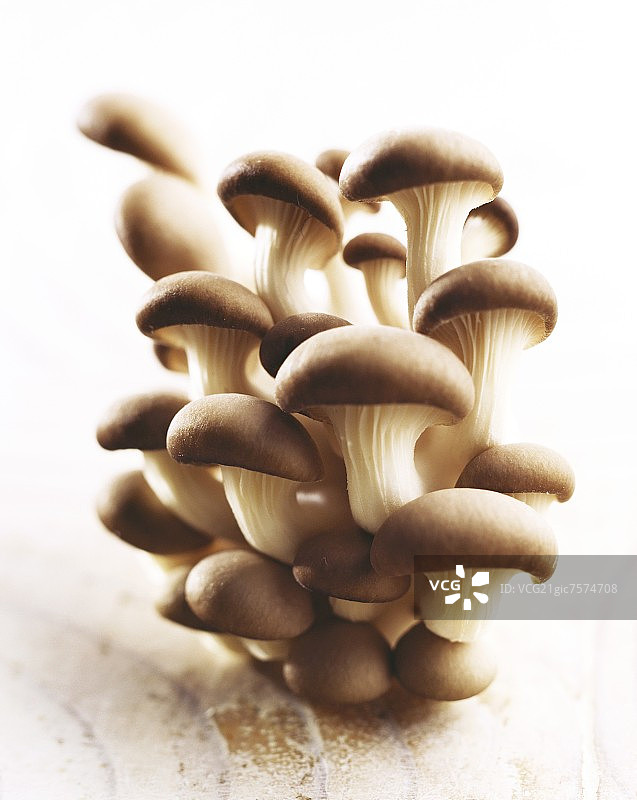 牡蛎蘑菇图片素材