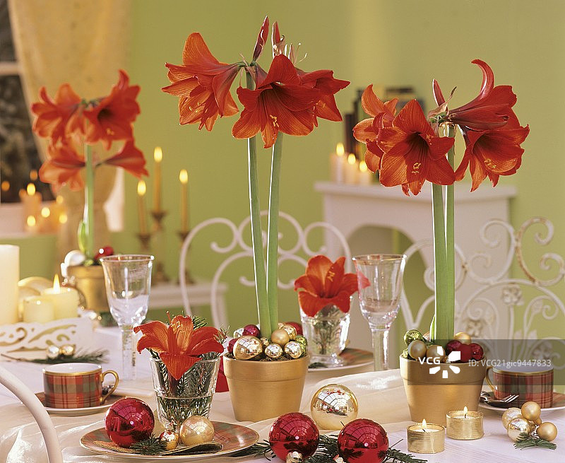圣诞餐桌上的孤挺花和装饰物图片素材