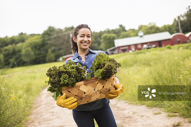 在有机农场工作。一个女人提着一篮子新鲜采摘的绿色蔬菜。图片素材