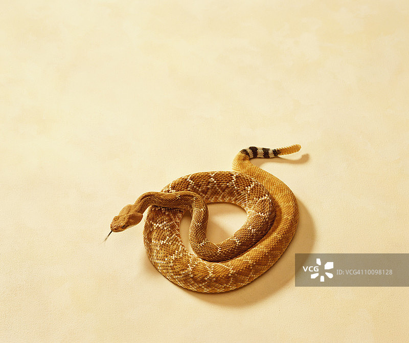 RUBY菱斑响尾蛇图片素材