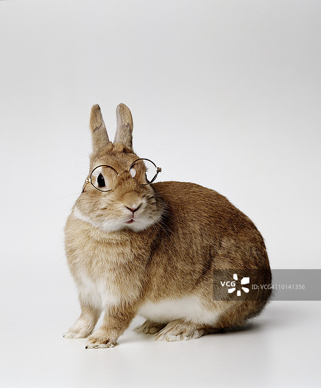 戴眼镜的棕色小兔子图片素材