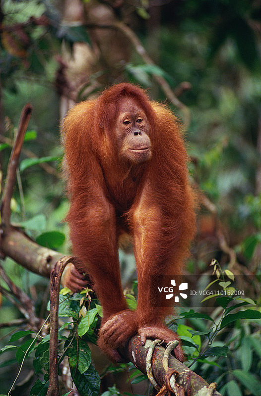 苏门答腊猩猩，印度尼西亚，藤本植物图片素材