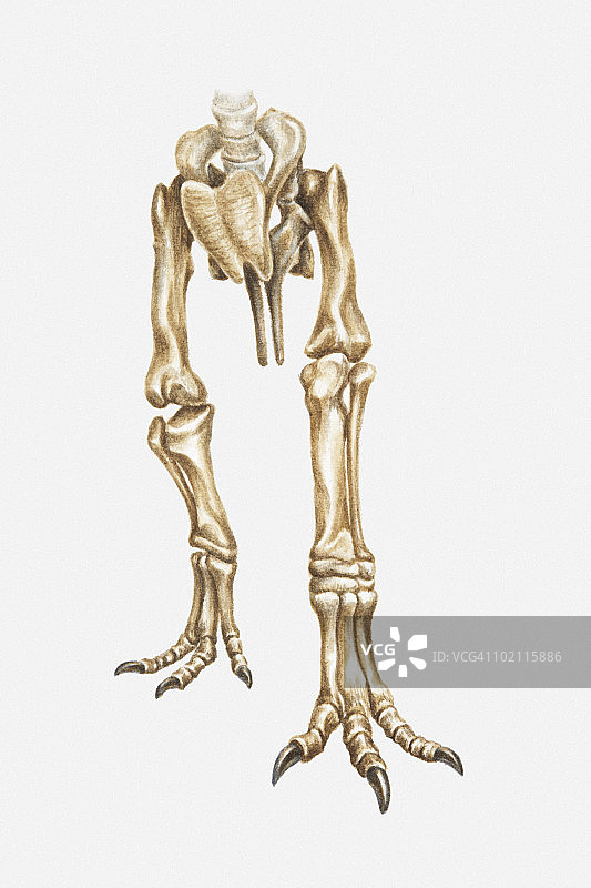 白垩纪晚期霸王龙后肢骨骼的图解图片素材
