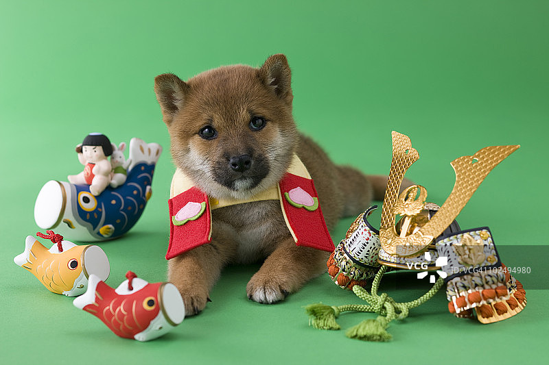 柴犬狗和儿童节庆祝活动图片素材