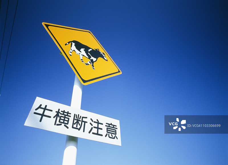 日本北海道北海道，牛过马路标志图片素材