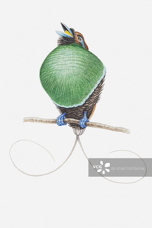 雄鸟极乐鸟展示其弯曲尾羽的插图图片素材