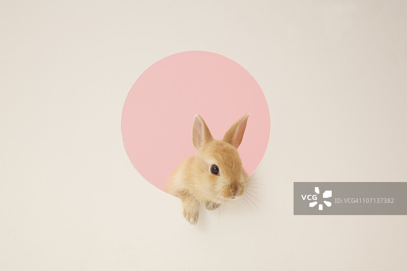 洞里的兔子图片素材