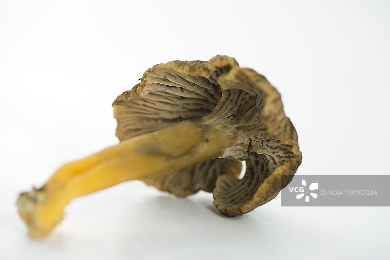 鸡油菌菇图片素材