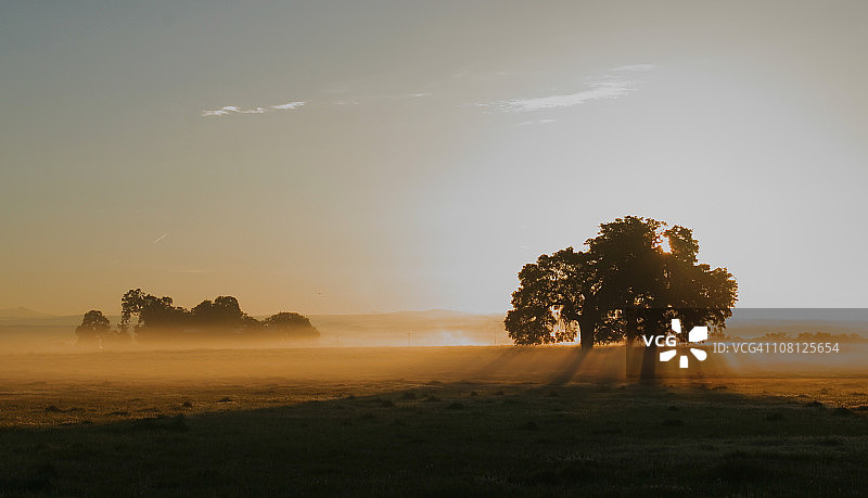 树木的剪影在一个被雾雾包围的田野图片素材
