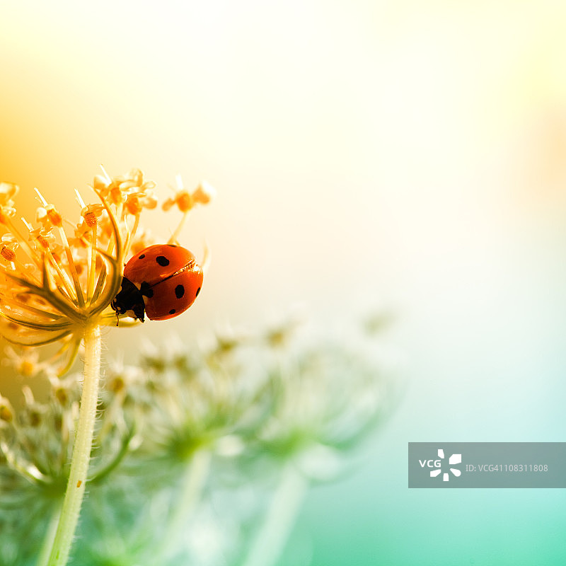 瓢虫在日落时坐在野花上图片素材