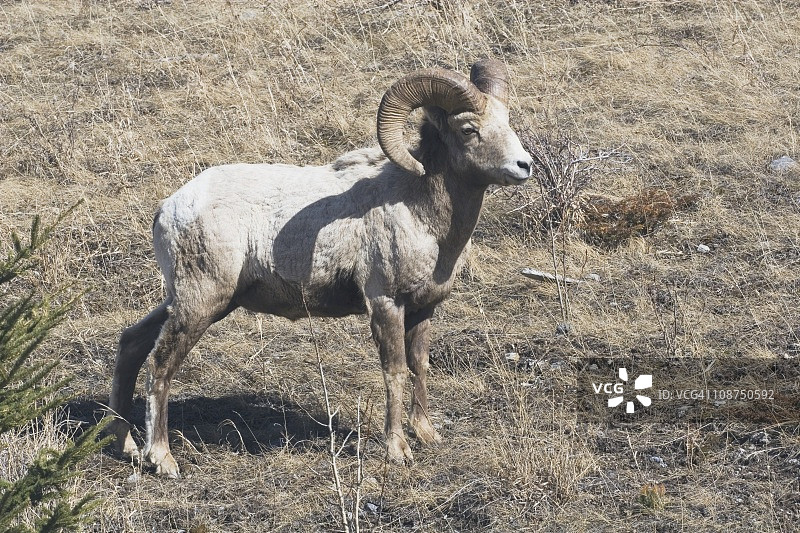 大角羊（奥维斯卡纳登西斯）图片素材