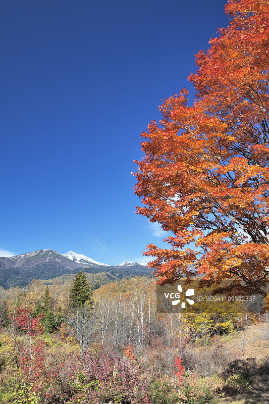 秋天的山和树图片素材
