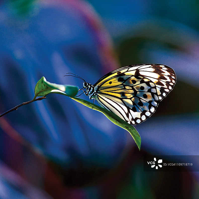 纸风筝上的蝴蝶。图片素材