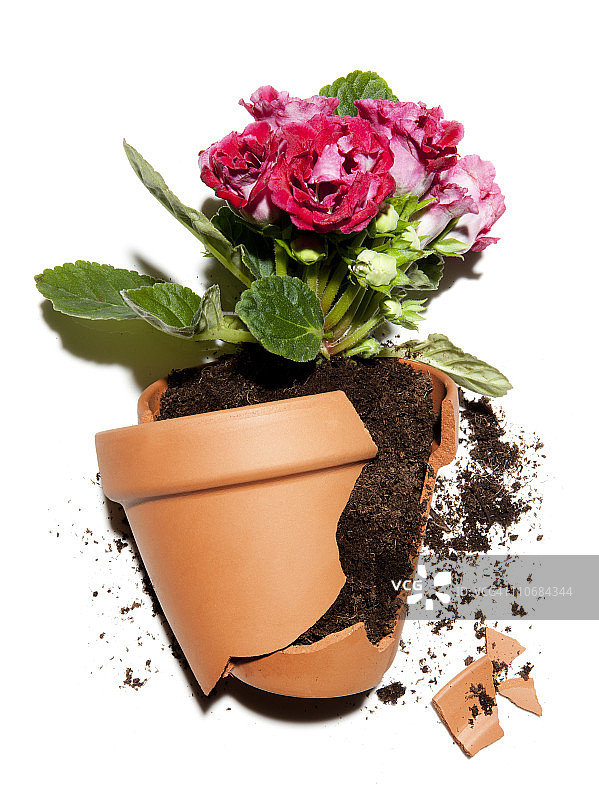 破碎的花盆与植物图片素材