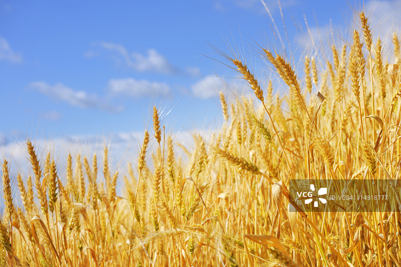 金色的小麦作物映衬着夏日的蓝天图片素材