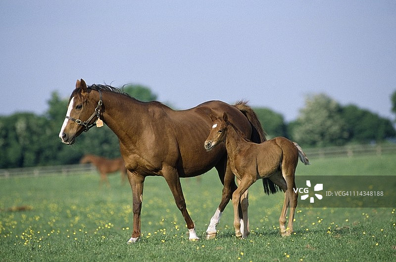 马-纯种马，母马和小马驹，图片素材