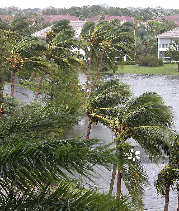 棕榈区飓风图片素材