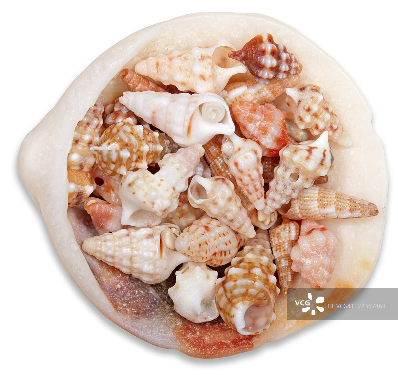 白色背景上的贝壳图片素材