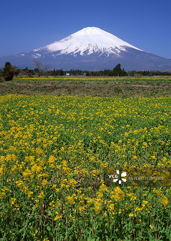 花园和富士山图片素材