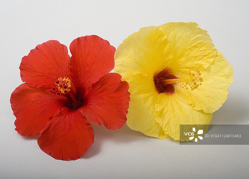 工作室拍摄了两棵木槿“|| chr(39) ||”，一黄一红，背景为白色。图片素材