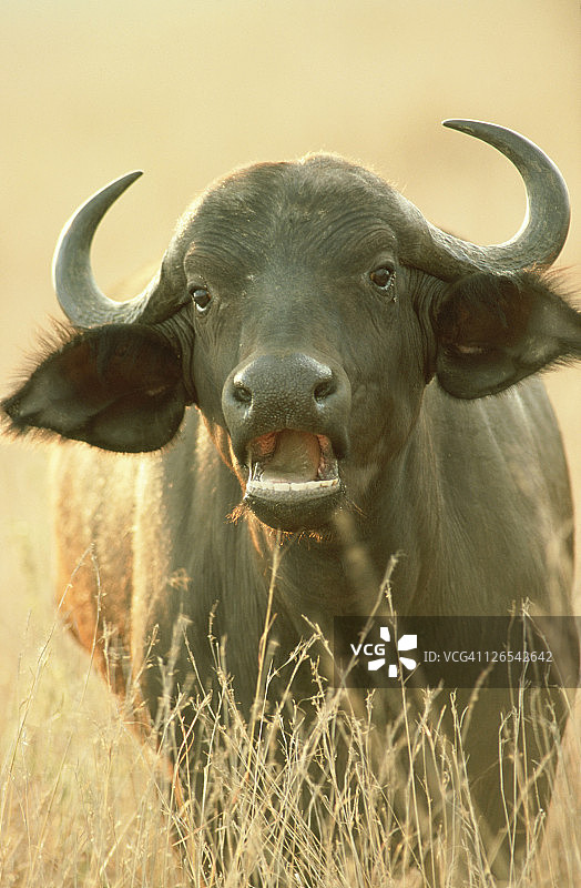 非洲水牛，成年，全脸，马赛马拉，肯尼亚，非洲图片素材