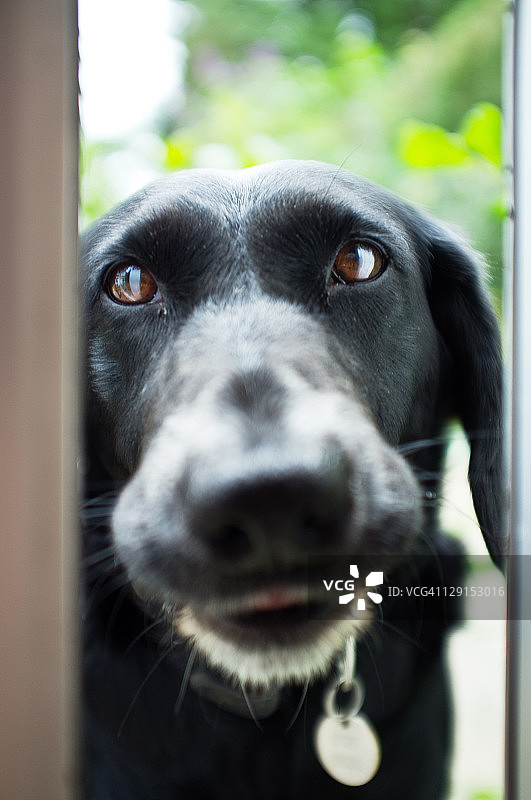 黑色拉布拉多犬在门口图片素材