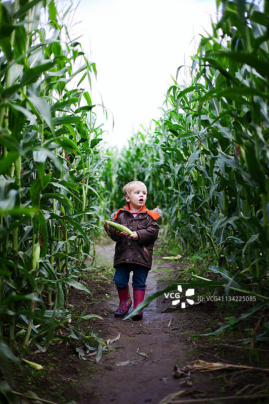 男孩站在玉米迷宫里图片素材