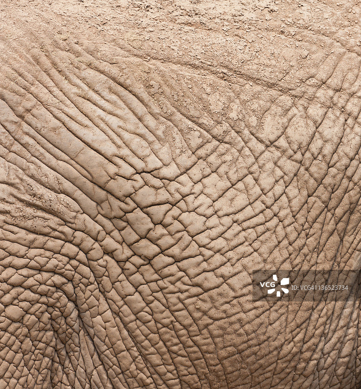 皱纹和肮脏的大象皮肤的特写图片素材