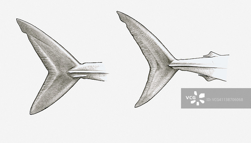 黑白插图的两个鲨鱼尾鳍，单龙骨尾灰鲭鲨(Isurus sp.)和双龙骨尾Porbeagle鲨(Lamna nasus)图片素材