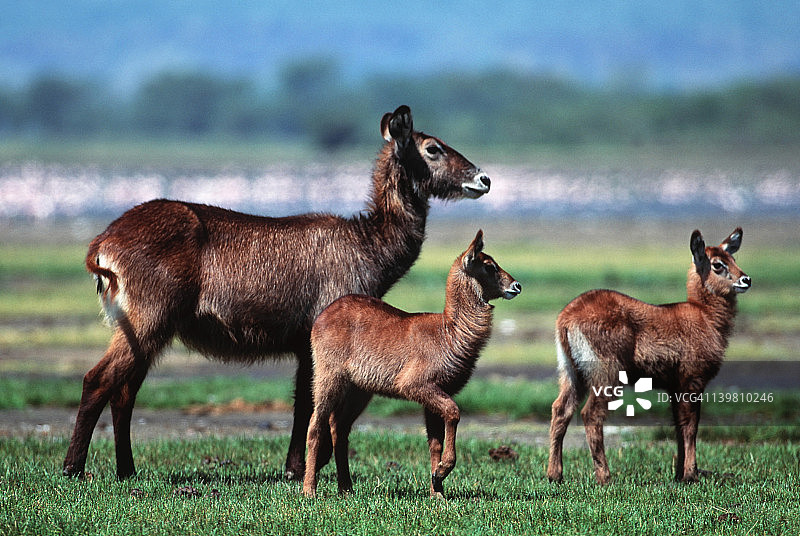 纳库鲁湖，非洲南部和东部的小羚羊。图片素材
