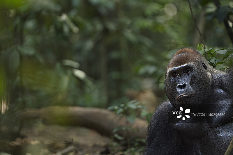 西部低地大猩猩雄性银背大猩猩“Makumba”图片素材