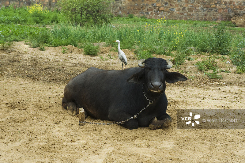 印度哈里亚纳邦哈桑普尔，栖息在水牛上的牛白鹭图片素材