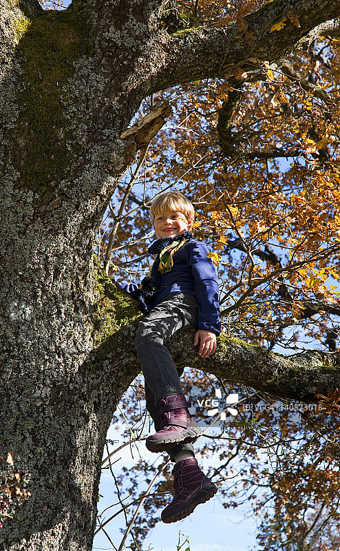 男孩在树上玩耍图片素材