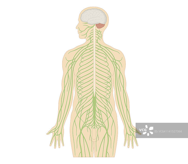 成年男性神经系统结构的横截面生物医学图解图片素材