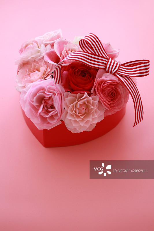 粉色和红色玫瑰在礼品盒图片素材