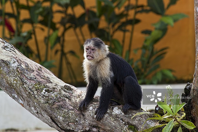 卷尾猴，戈戈纳群岛，哥伦比亚图片素材
