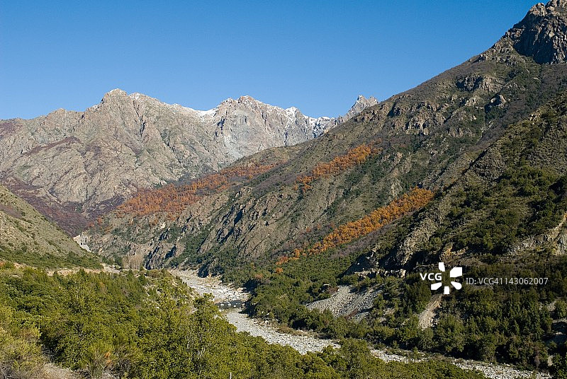 风景柏树塔尔卡智利图片素材