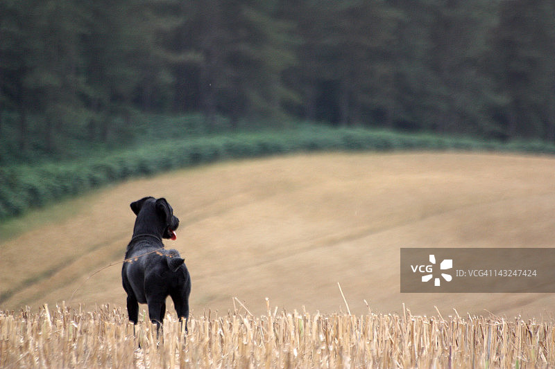 多塞特田野里的黑色拉布拉多犬图片素材