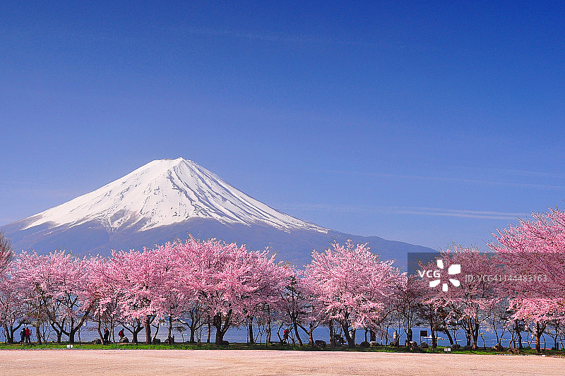富士山和樱花图片素材