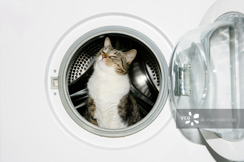 猫在洗衣机里图片素材