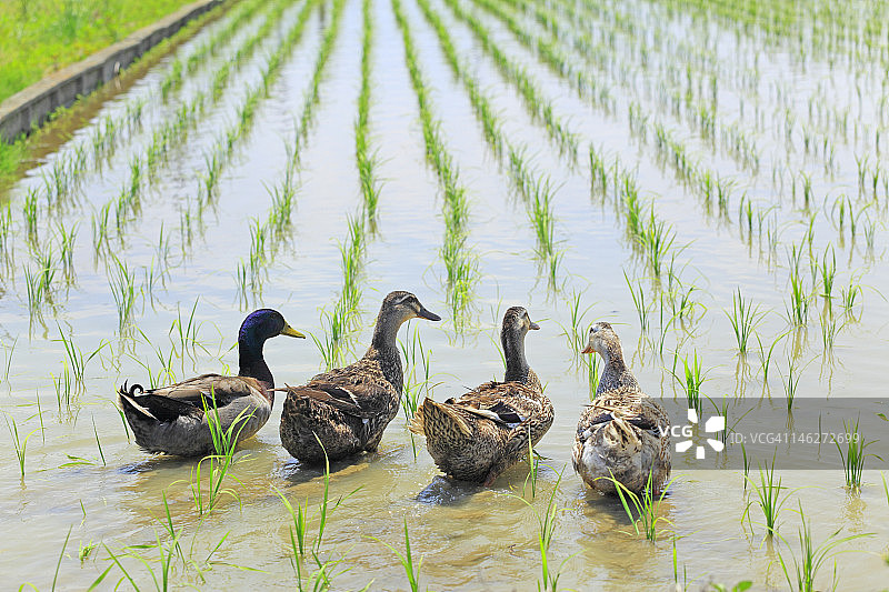 稻田下的四只鸭子图片素材