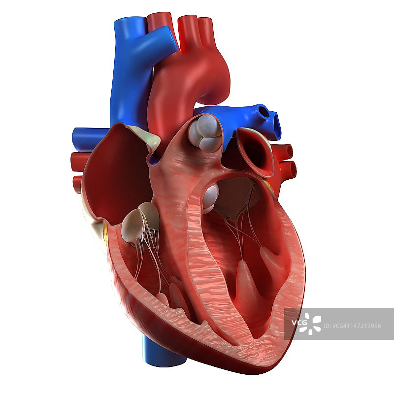 心脏解剖,艺术品图片素材